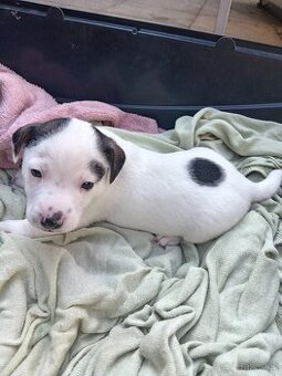 Jack russel teriér