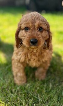 Cavapoo štěňátko ihned k odběru