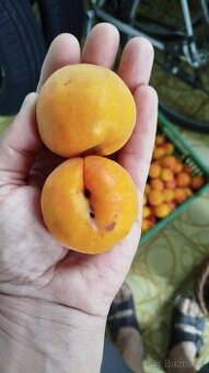 Prodám velké, výborné meruňky Velkopavlovické odrůdy. - 1