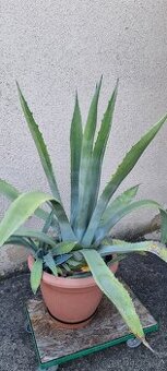 Agáve americana přes 20let( americká aloe)