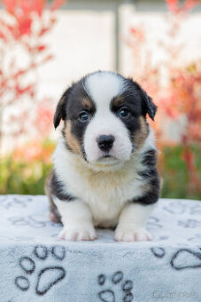 Welsh Corgi Cardigan s PP