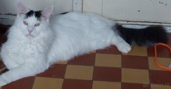 Mainska myvalia Mainne coon Mco