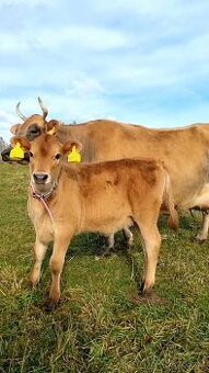 Jalovička Jersey A2A2