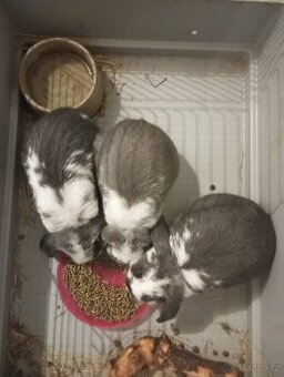 Zakrslý beránek králíček