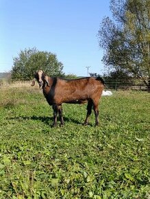 Připouštění - plemenný AN kozel