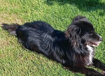 Daruji křížence border kolie