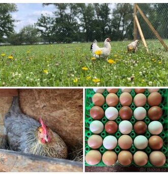 Domácí vajíčka