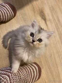 Britská koťátka