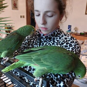 Ručně dokrmená mláďata amazoňana