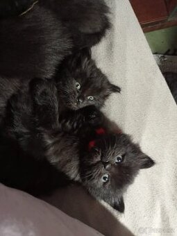 Koťátko Puntík ✨