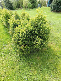 Zimostráz obecný (buxus, krušpánek).