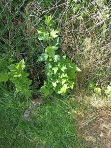 Prodám sazenice Ibišků