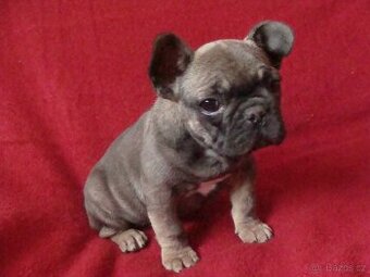 francouzský buldoček