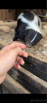 Prodám skunka
