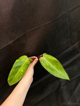 Philadendron Painted Lady