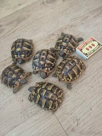 Prodám  půlroční mláďata želvy zelenavé T.Hermanni - 1