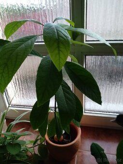 Prodám Avokádo 🥑