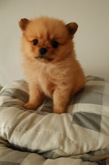Pomeranian