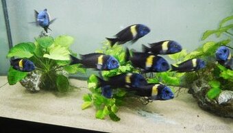 Tropheus duboisi "Maswa"