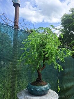 Bonsai,bonsaj Metasekvoj