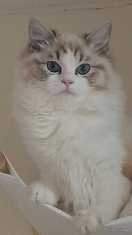 Ragdoll s pp i s testy