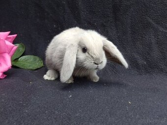 Mini samičky beránků