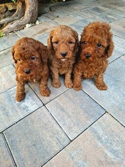 Pudel, pudlik red