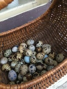 Křepelčí vajíčka