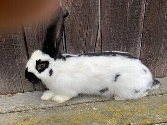 Německý obrovitý strakáč,