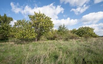 Prodej meruňkového sadu, 14 896 m², Hustopeče u Brna