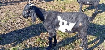 Prodám kozlíky anglonubijské kozy