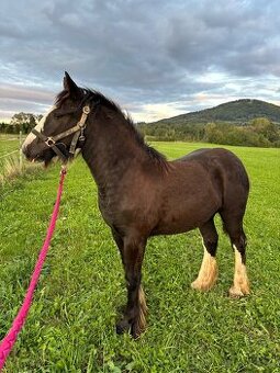 Irsky cob - I Výměna