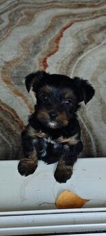 Jorkšírský teriér