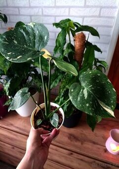 Monstera Thai Constellation
