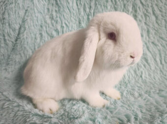 Zakrslý beránek 🍀 O2 🍀