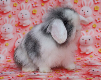 Zakrslý beránek hřívnatý samička s VP .