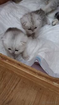 Britská koťátka  s PP