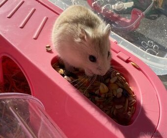 Křeček džungarský