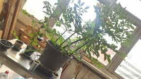 Zmijovec (Amorphophallus)