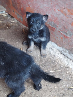 Německý ovčák štěně