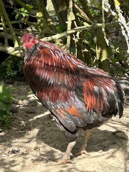 Araucana