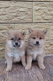 Shiba inu