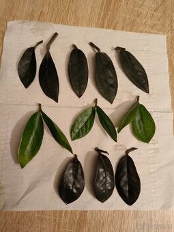 Zamioculcas 3 druhy zelený/Raven /Super nova