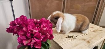 Minilop - zakrslý beránek-poslední❤️
