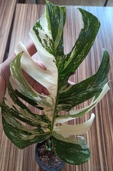 Monstera albo variegata