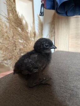Ayam Cemani - kuřátka