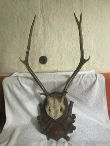 Velké paroží - 1