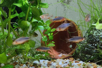 Razborka barmská - Danio erythromicron