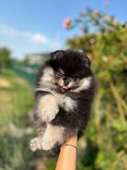 Pomeranian
