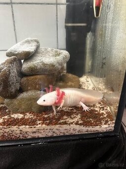 Axolotl mexický